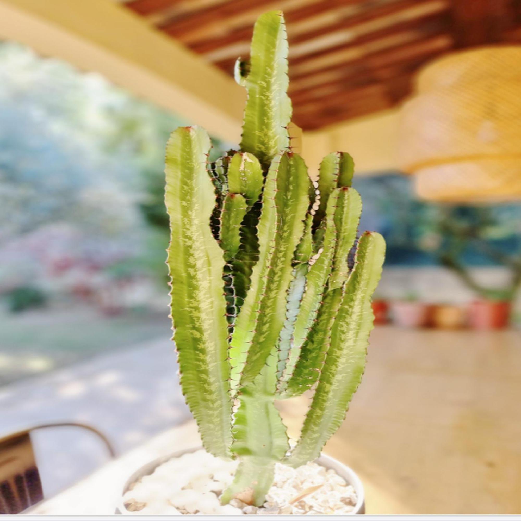 Villa Oasis En Provence Luberon Pierrevert المظهر الخارجي الصورة